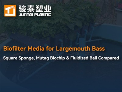 Media biofiltrowe do basu wielkogębowego: porównanie gąbki kwadratowej, bioch...